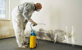 Why You Should Choose Our Mold Remediation Services in Granger, TX